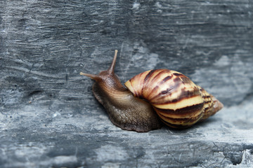 Achatina fulica on a gray background 
