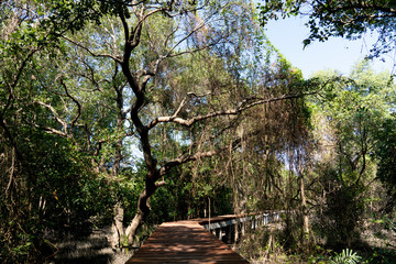 Fototapeta premium Wooden path in the center of the mangrove forest. Landmark of Park Nam Rayong.