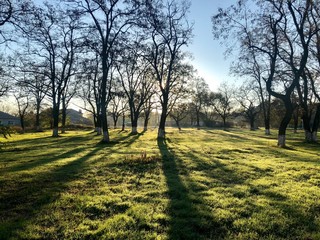 Obraz premium Trees and morning sun