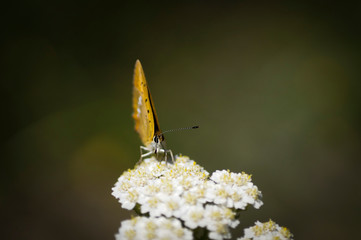 motyl