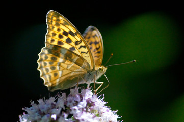 motyl