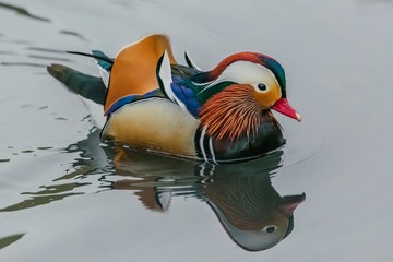 Bright blue, orange, white, red, orange, black and brown mandarin male duck swimming in a lake on a spring day, reflection in grey water