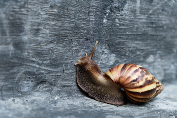 Achatina fulica on a gray background 