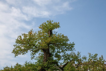 großer Baum