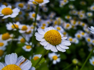 daisies in the garden