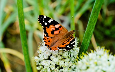 Butterfly on white plant close up