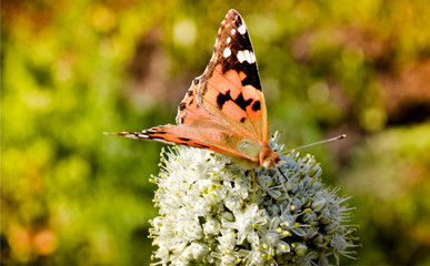 Butterfly on white plant close up