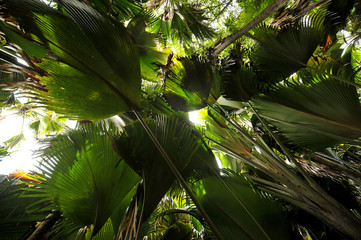 Palmen Dschungel Seychellen