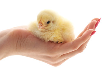 Little chick on hand.