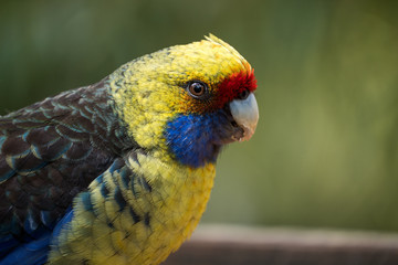 Portrait of a green Rossella Platycercus caledonicus
