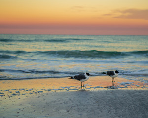 seagulls on the beach