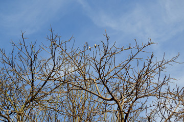 tree sticks dry season