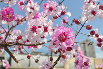 Cherry Blossom Tree pink Flower