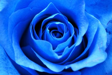 Fototapeta na wymiar Blue rose close up