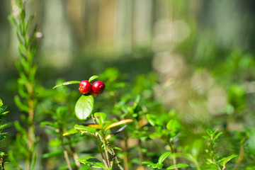 Obraz na płótnie Canvas Red berries of cowberry in the forest.