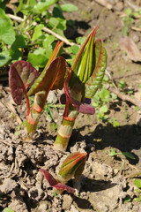 Austrieb des Japanischen Knöterichs im Frühling, 