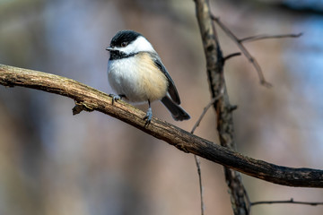 Black-capped Chickadee (Poecile atricapillus) perched on a tree branch in the winter in Michigan, USA.