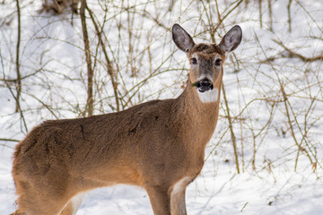 White tailed deer (Odocoileus virginianus) eating yew in the winter in suburban Southeast Michigan, USA.