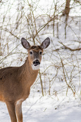 Obraz premium White tailed deer (Odocoileus virginianus) in the winter in suburban Southeast Michigan, USA.