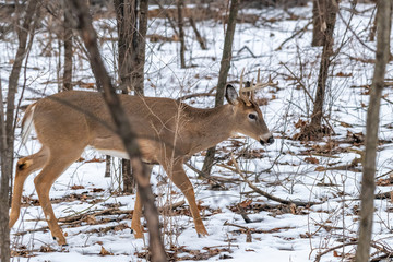 White tailed deer (Odocoileus virginianus) eight point buck with nice antlers in the winter in suburban Southeast Michigan, USA.