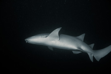 Baleen shark Babysitting, night diving in the Maldives.
