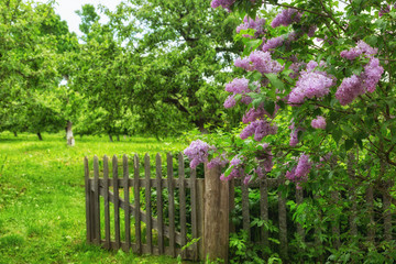 Lilac flowering bush near the wooden fence