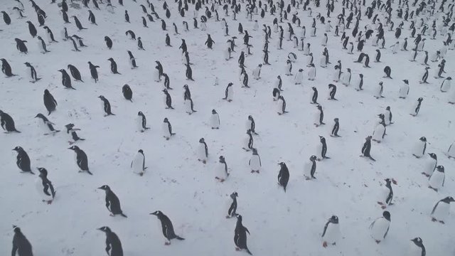 Arctic Gentoo Penguin Colony Snow Covered Surface Aerial View. Antarctica Bird Flock on Extreme Cold Peninsula Island. Antarctic Wildlife Landscape Top Drone Footage Shot in 4K (UHD)