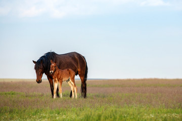Horse with a foal in the meadow. Sunny evening.