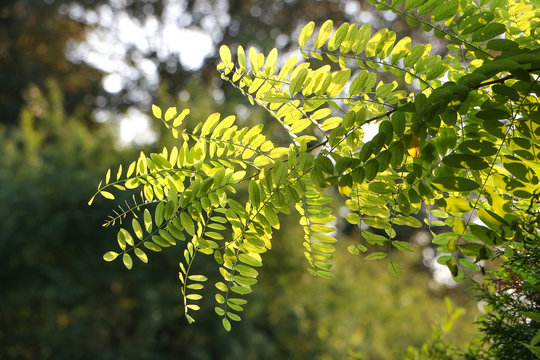 Bl&auml;tter der Robinie im Gegenlicht, Robinia pseudacadia