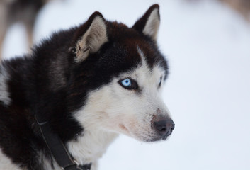 Portrait of a husky with blue eyes