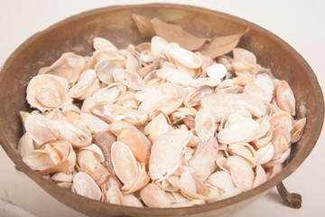 sea shells on a purple background