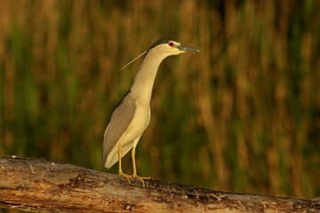 great blue heron