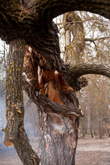 fractured trunk old osier  tree interesting unusual broken nature landscape