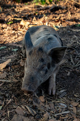pig in mud