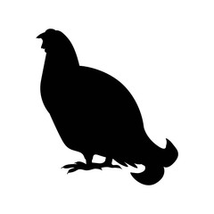 Capercaillie, Wood grouse vector silhouette illustration. White background