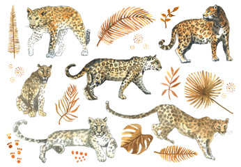 Leopard,jaguar cat animal  set with tropical golden leaves