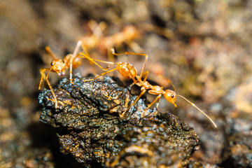 Two ants on the bark of a tree