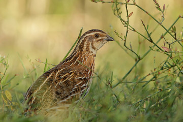 bird of prey
