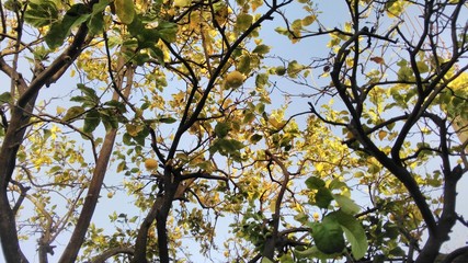 lemon Tree (photo 02).