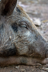 Fototapeta premium pig in the mud