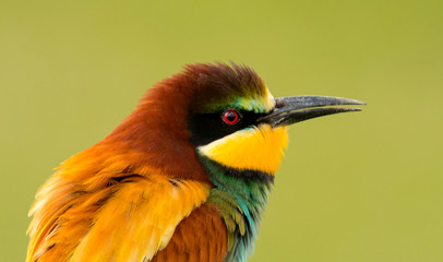 Portrait of a colorful bird