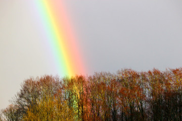 Bright rainbow over the trees
