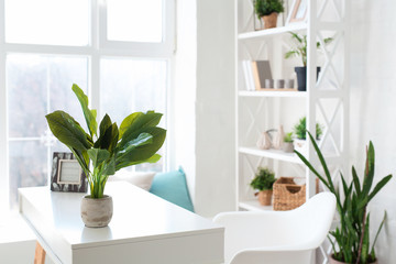 Cozy interior design of modern studio apartment in Scandinavian style. A spacious huge room in light colors with green plants and stylish expensive luxury furniture.