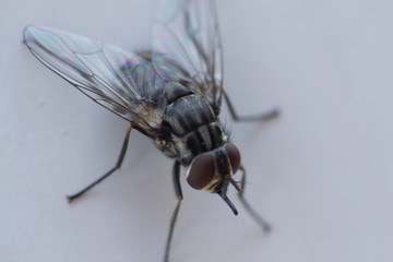 mouche