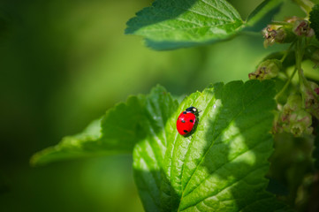 biedronka © byMishka