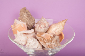 sea shells on a purple background