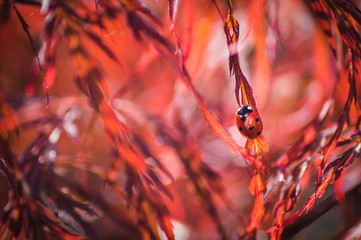 biedronka © byMishka