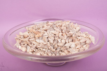 sea shells on a purple background