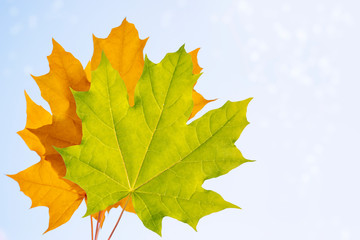 autumn landscape with bright colorful foliage. Indian summer.