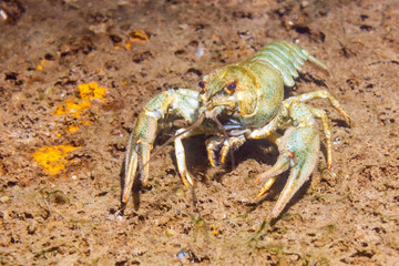 River cancer on the sandy bottom.